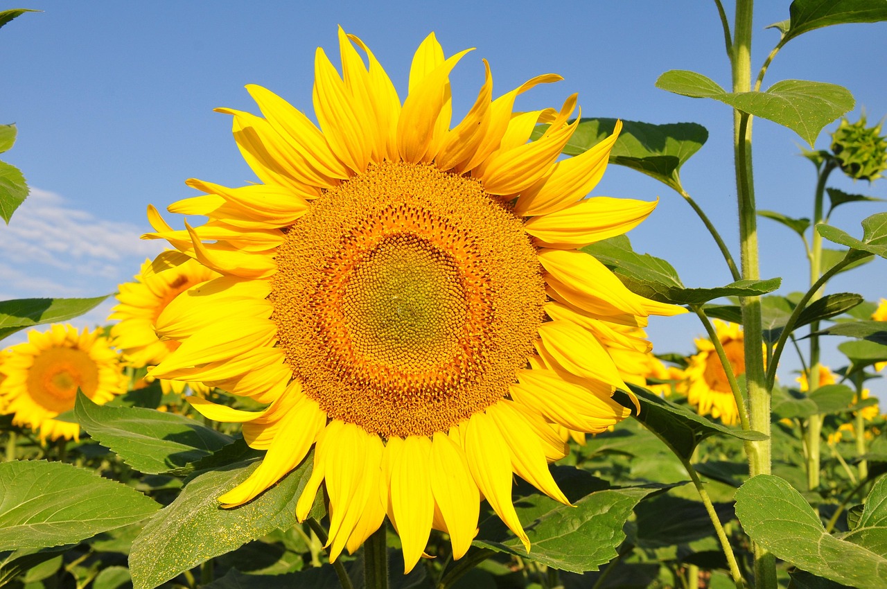 夏休みにおすすめの口腔ケア方法